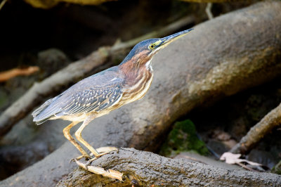 20160218 - Costa Rica (Mangrove Tour) - 420.jpg