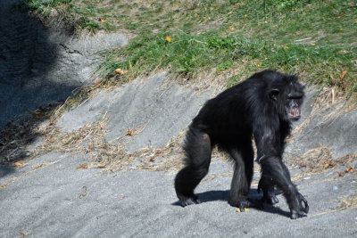 DSC_7083.JPG