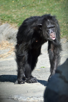 DSC_7085.JPG
