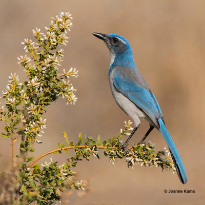 California Scrub Jay