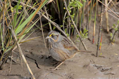 Seaside Sparrow