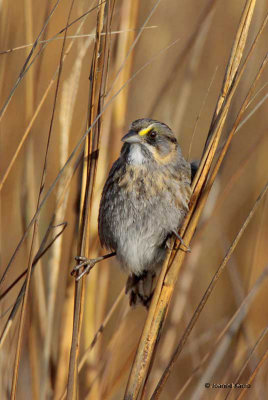 Seaside Sparrow