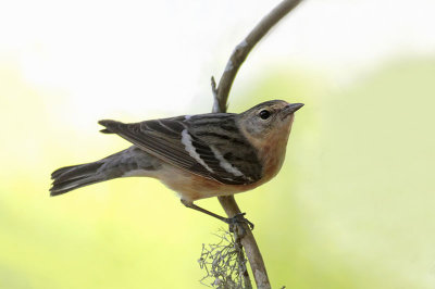 Bay-breasted Warbler