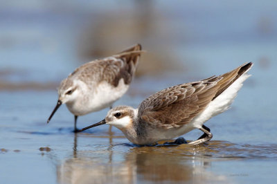 Wilson's Phalaropes