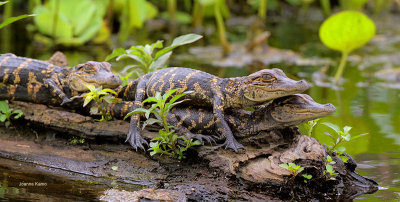 American Alligators