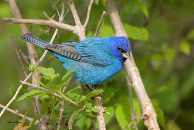 Indigo Bunting
