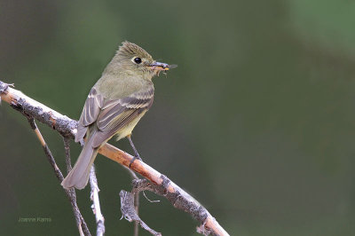 Cordilleran Flycatcher