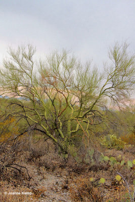 Palo Verde tree