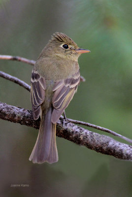 Cordilleran Flycatcher