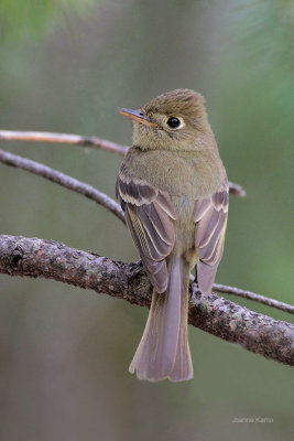 Cordilleran Flycatcher