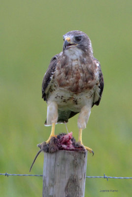 Swainson's Hawk