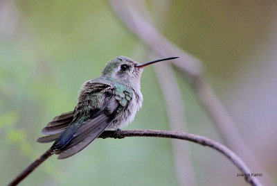 Broad-billed Hummingbird