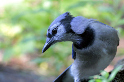 Blue Jay