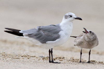 Laughing Gull and Chick