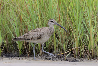 Whimbrel