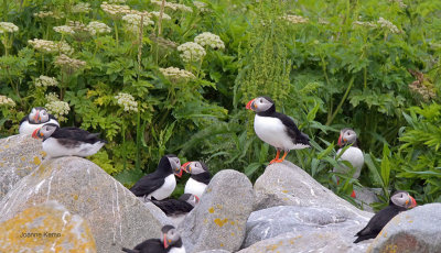 Atlantic Puffins