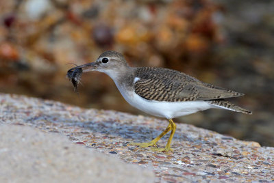 Spotted Sandpiper and Crustacean