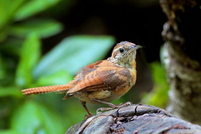 Carolina Wren - juve