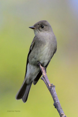 Eastern Wood-Pewee