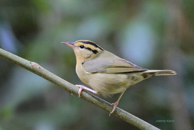 Worm-eating Warbler