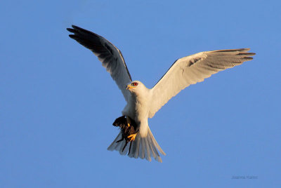 White-tailed Kite and rat
