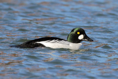 Common Goldeneye