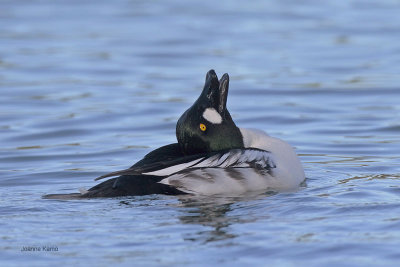 Common Goldeneye