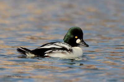 Common Goldeneye