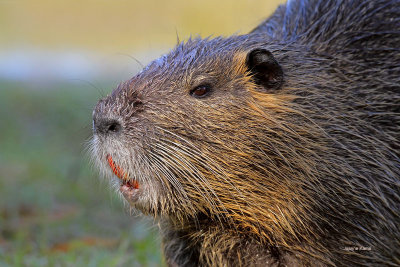 Nutria