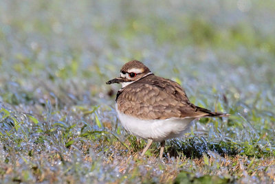 Kildeer