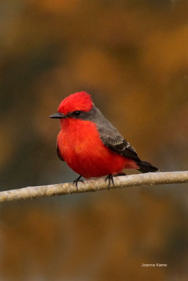 Vermillion Flycatcher