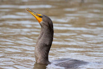 Double-crested Cormorant after Swallowing Catfish