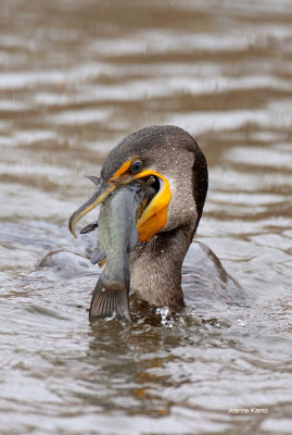 Double-crested Cormorant and Catfish