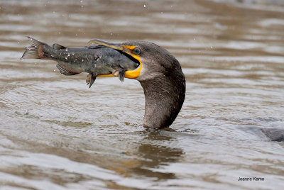 Double-crested Cormorant and Catfish