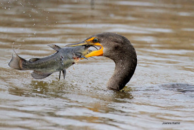 Double-crested Cormorant and Catfish