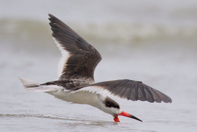 Black Skimmer