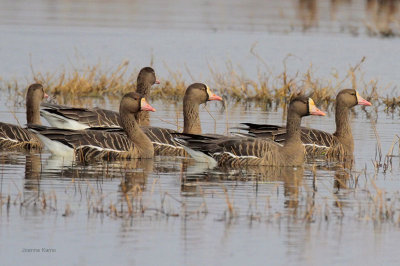 Greater White-fronted Geese