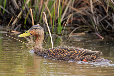 Mottled Duck