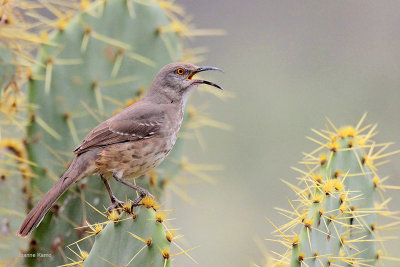 Curve-billed Thrasher