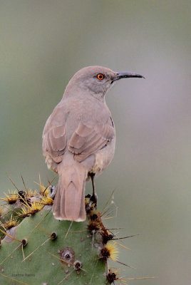 Curve-billed Thrasher