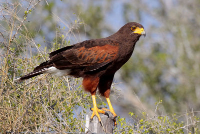 Harris's Hawk