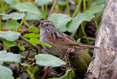 Swamp Sparrow