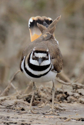 Mating/Displaying Kildeer