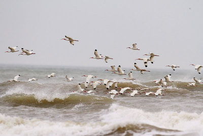 Migrating White Ibis