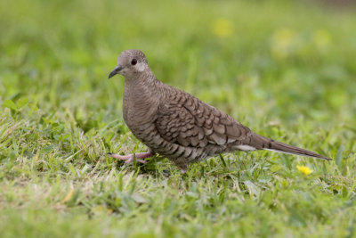 Inca Dove