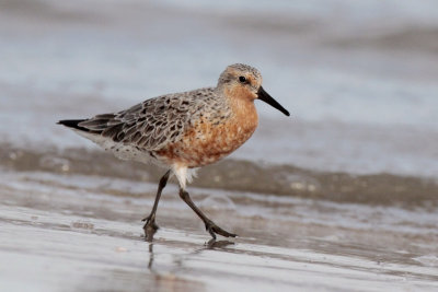 Red Knot