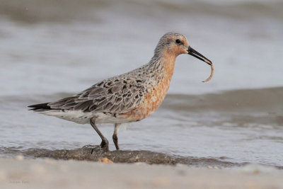 Red Knot 