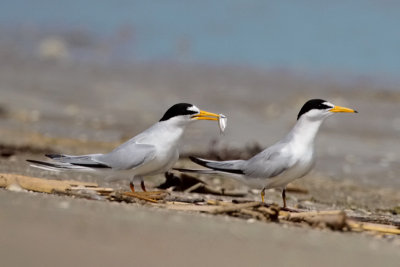 Least Terns Fish Offering