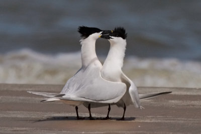 Sandwich Terns Courting