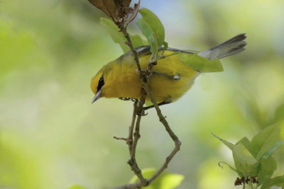 Blue-winged Warbler